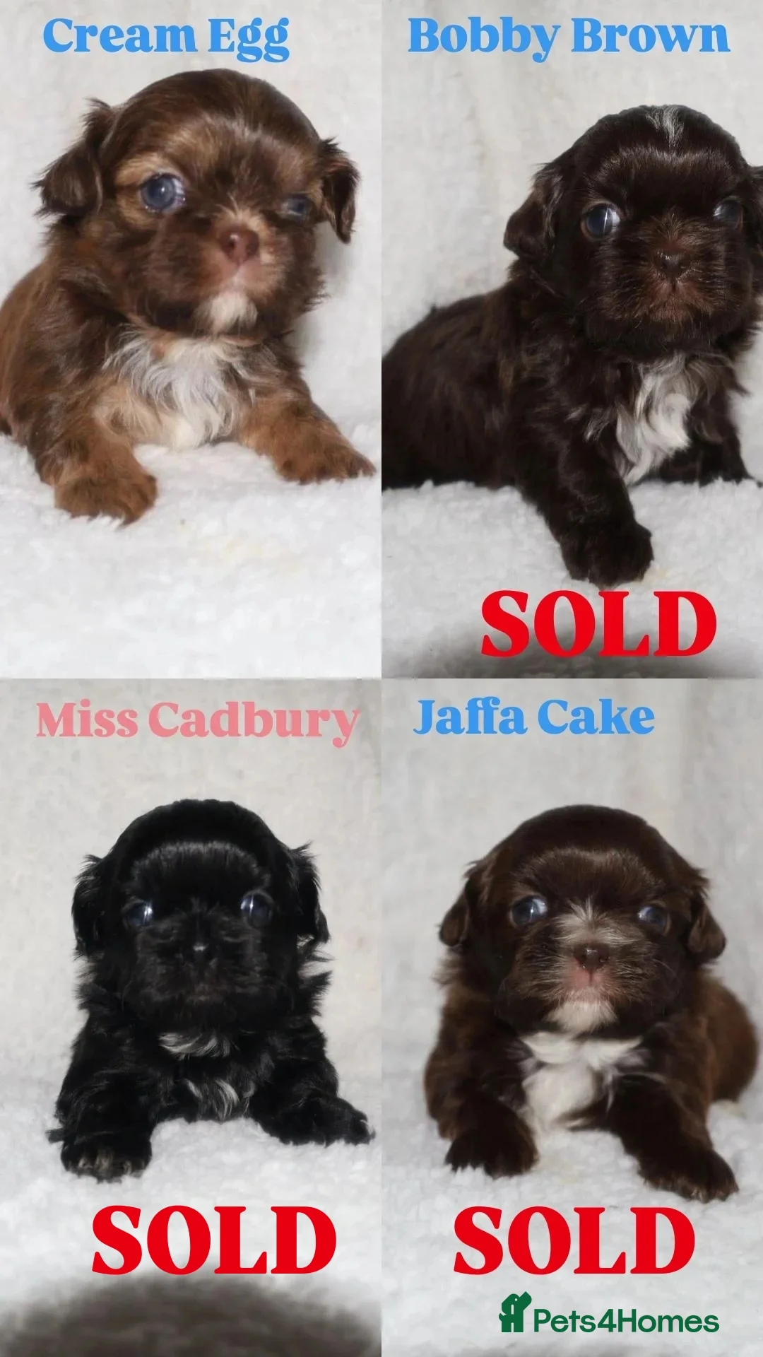 Shih Tzu dogs ⭐️ 5 STAR IMPERIAL SHIH TZU PUPPIES ⭐️ - Advert 19