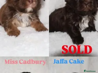 Shih Tzu dogs ⭐️ 5 STAR IMPERIAL SHIH TZU PUPPIES ⭐️ - Advert 19