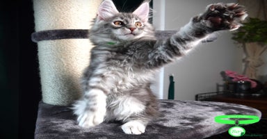 Maine Coon cats - Advert 7