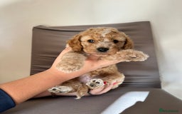 Cockapoo dogs for sale: Adorable Pappy Bread Cockapoo Puppies F2 - Image 7