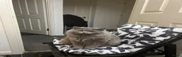 British Longhair cats for sale: British longhair - Advert 9
