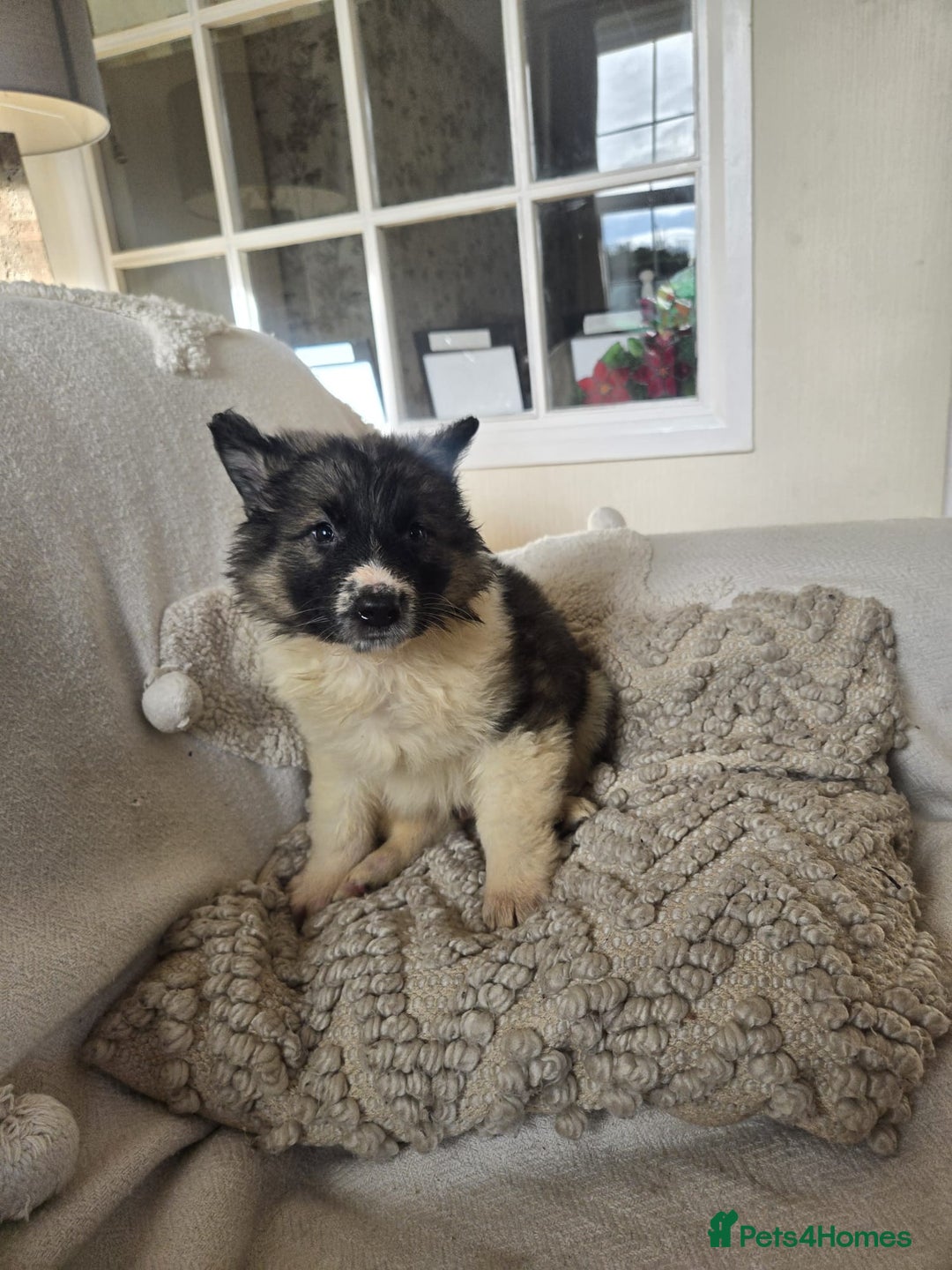 Mixed Breed dogs for sale: German Shepherd x Northern Inuit Puppies - Image 2