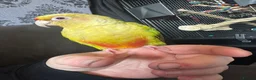 Conures birds for sale: Fallow maroon belly conure in Manchester - Advert 1