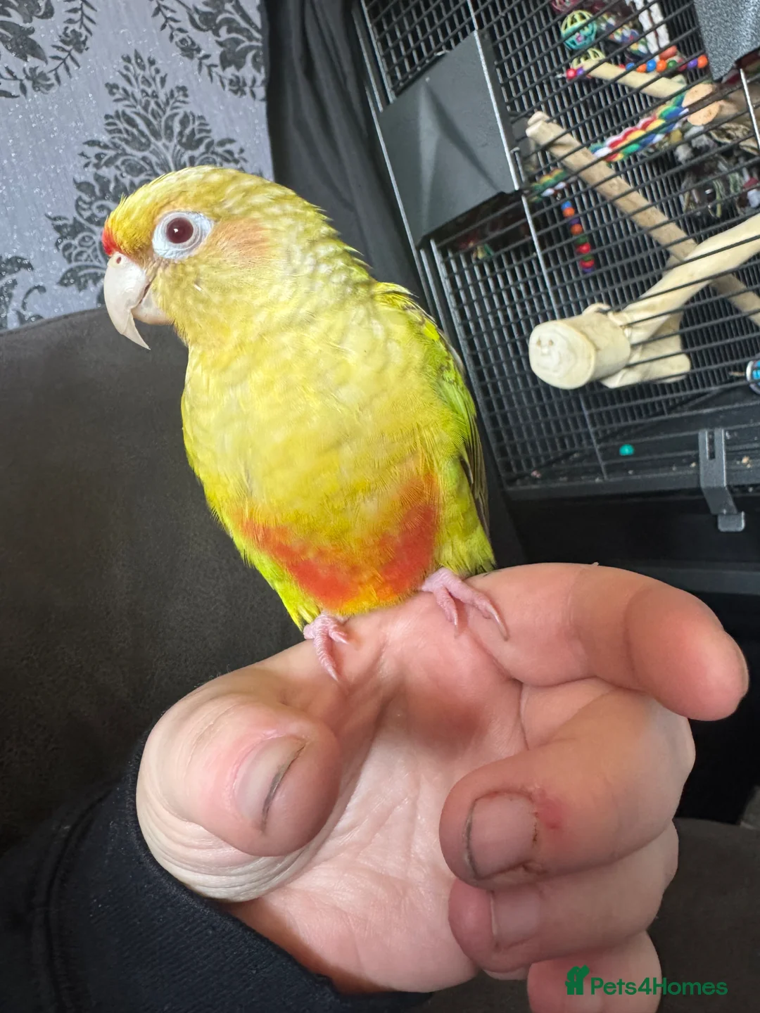 Conures birds for sale: Fallow maroon belly conure in Manchester - Advert 1