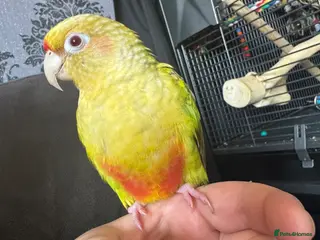 Conures birds Fallow maroon belly conure - Advert 1