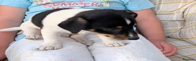 Jack Russell 4 (flower)