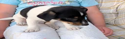 Jack Russell dogs for sale: Jack Russell Puppies for Sale - Advert 21