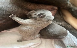 French Bulldog dogs for sale: KC French Bulldog girls puppies pure blue - Image 5