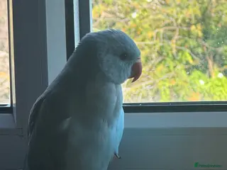 Ringnecks birds Hand reared Ringneck baby. Blue, comes with cage - Advert 4