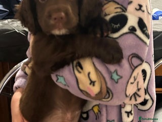 Cocker Spaniel dogs Cocker spaniel puppies for sale - Advert 4