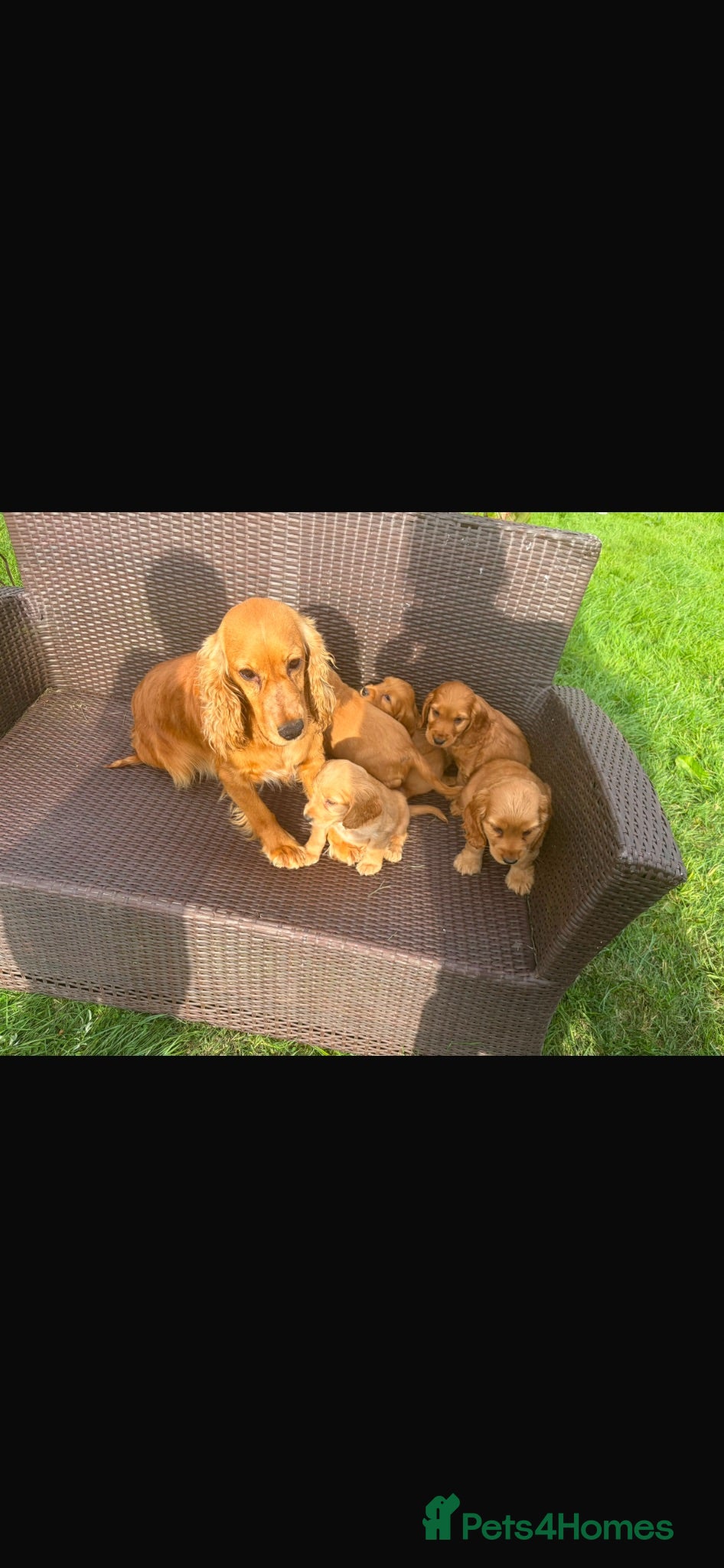Cocker Spaniel dogs Cocker spaniel pups  - Advert 1