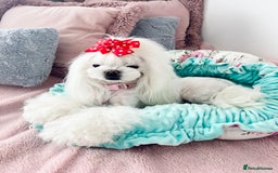 Maltese dogs for sale: 🩷Exquisite Full Korean Maltese Puppies🩵 - Image 2