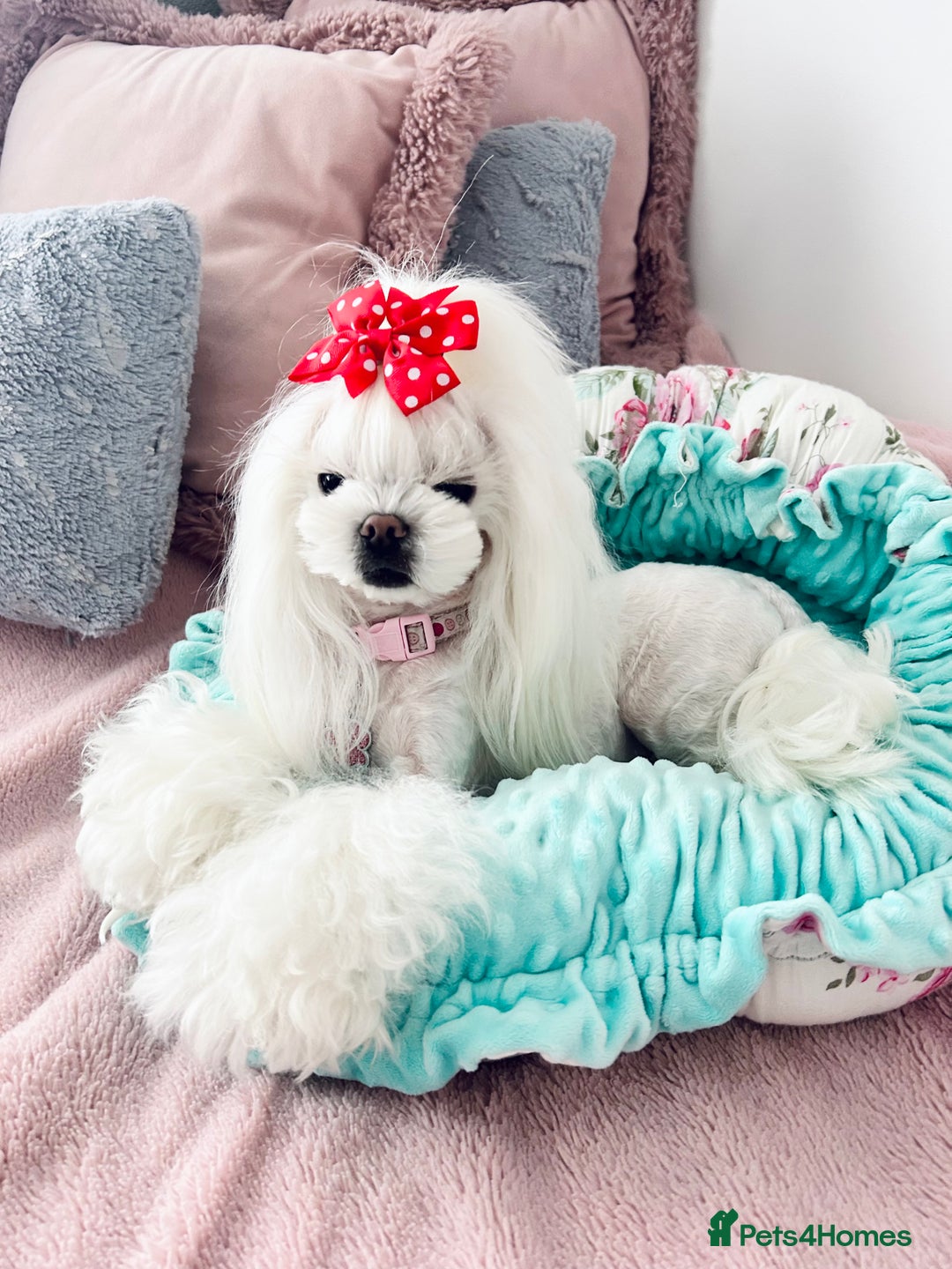 Maltese dogs for sale: 🩷Exquisite Full Korean Maltese Puppies🩵 - Image 2