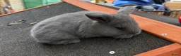 Continental Giant rabbits for sale: Gorgeous Conti/French Lop Bunnies ♥️ - Advert 13