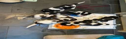 English Springer Spaniel dogs for sale: Springer spaniel puppies  - Advert 3
