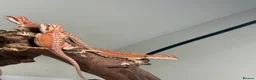 Bearded Dragon reptiles for sale: 🦎 beautiful G stripped dragons 🐉  - Advert 9
