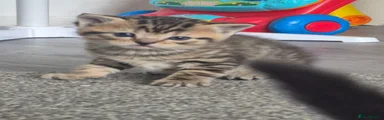 Mixed Breed Kitten 2