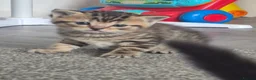 Mixed Breed cats for sale: British blue x domestic shorthair tabby - Advert 9