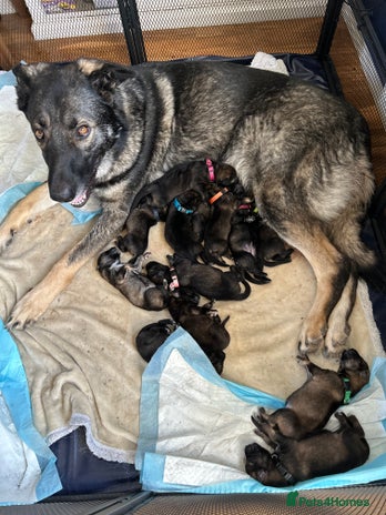 German Shepherd dogs in Cambridge - Advert 11