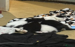 British Shorthair cats for sale: Calico, British shorthair, Persian domestic - Image 6