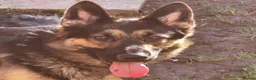 German Shepherd dogs for sale: For sale please read description  - Advert 4