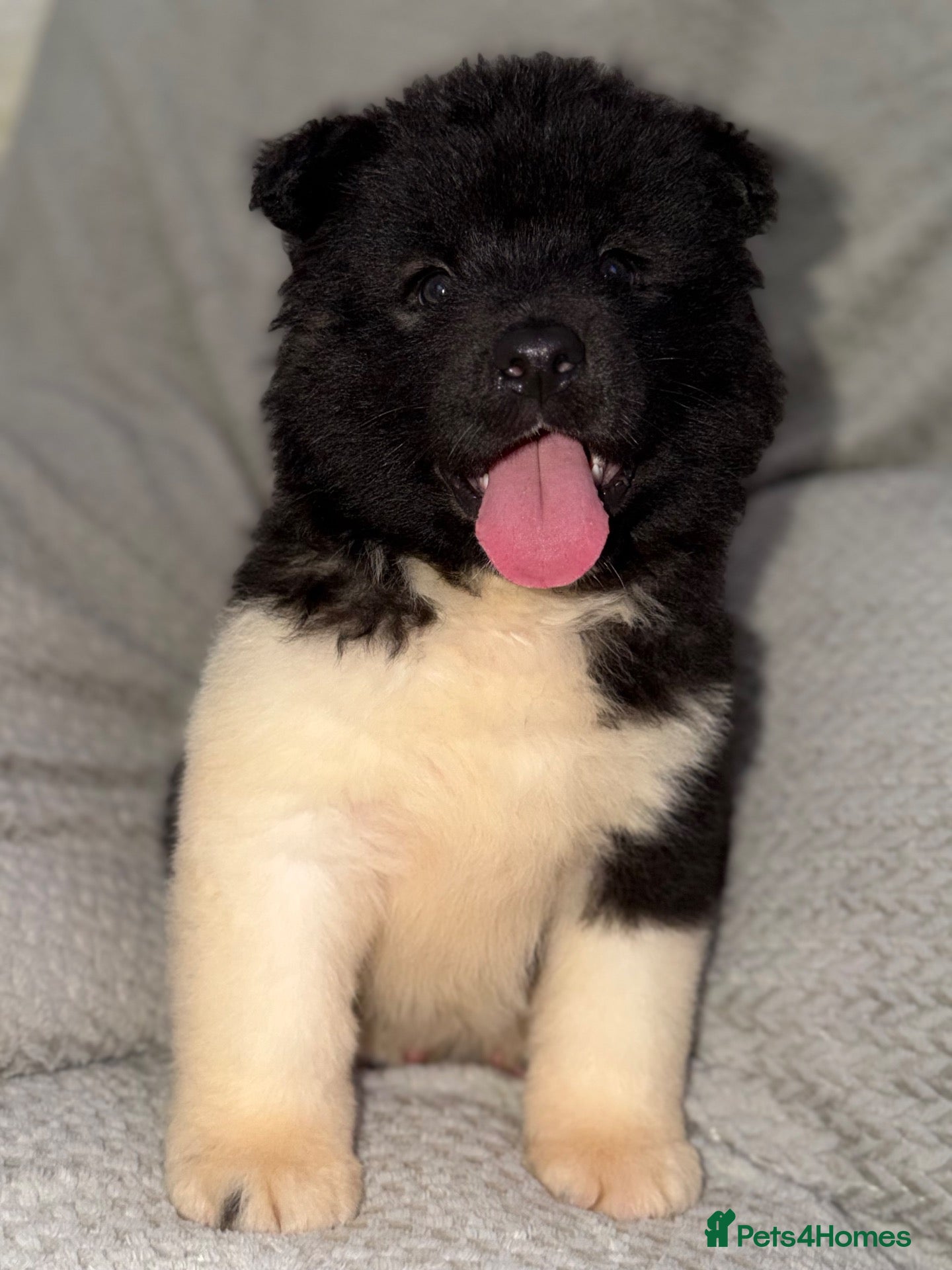 Akita dogs AKITA PUPS! PARENTS KC REGISTERED  - Advert 5