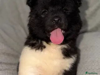Akita dogs AKITA PUPS! PARENTS KC REGISTERED - Advert 5