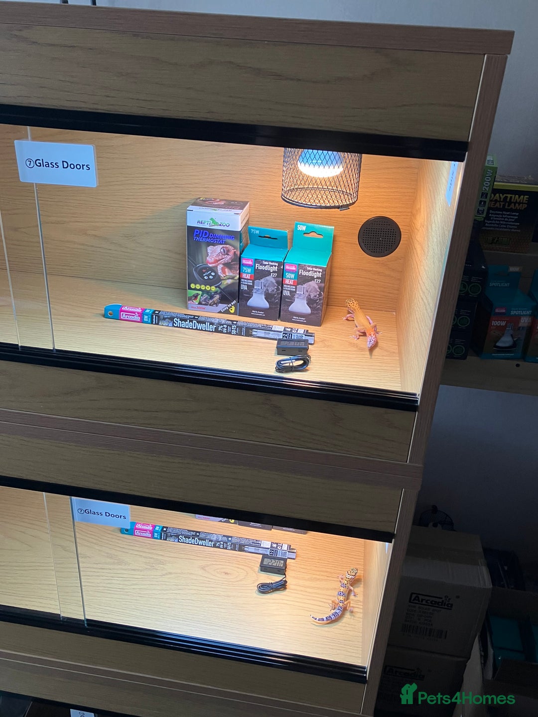 Leopard Gecko reptiles for sale: Leopard Gecko + Vivarium Setup Kit - Image 8