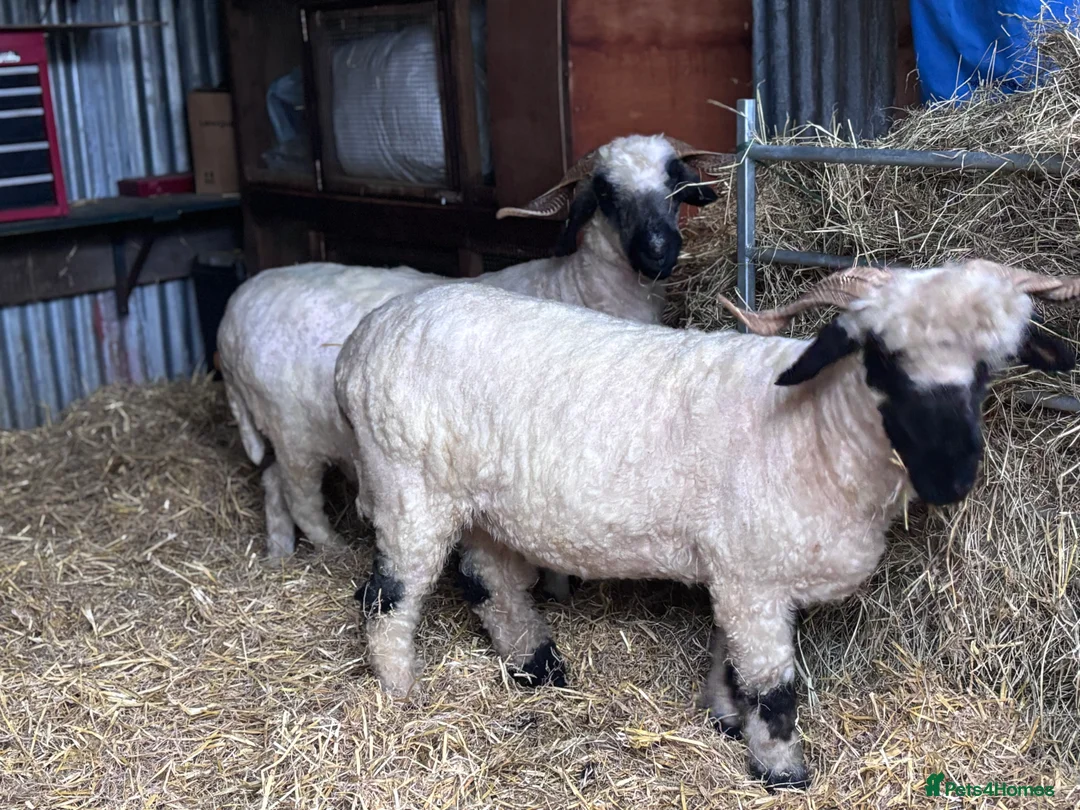 Sheep livestock for sale: Valais Blacknose available  - Advert 7