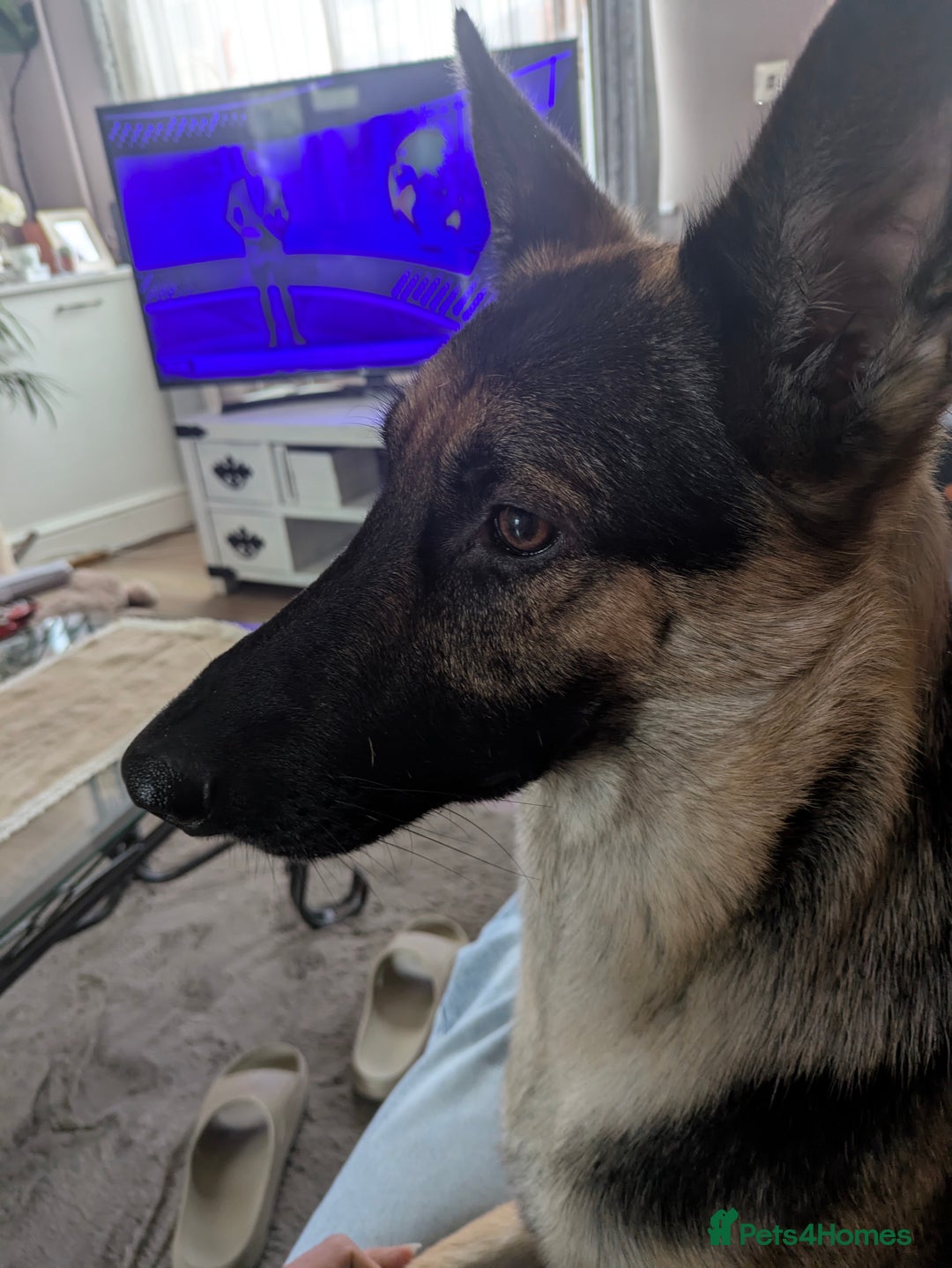 German Shepherd dogs for sale: Female German shepherd  - Advert 4