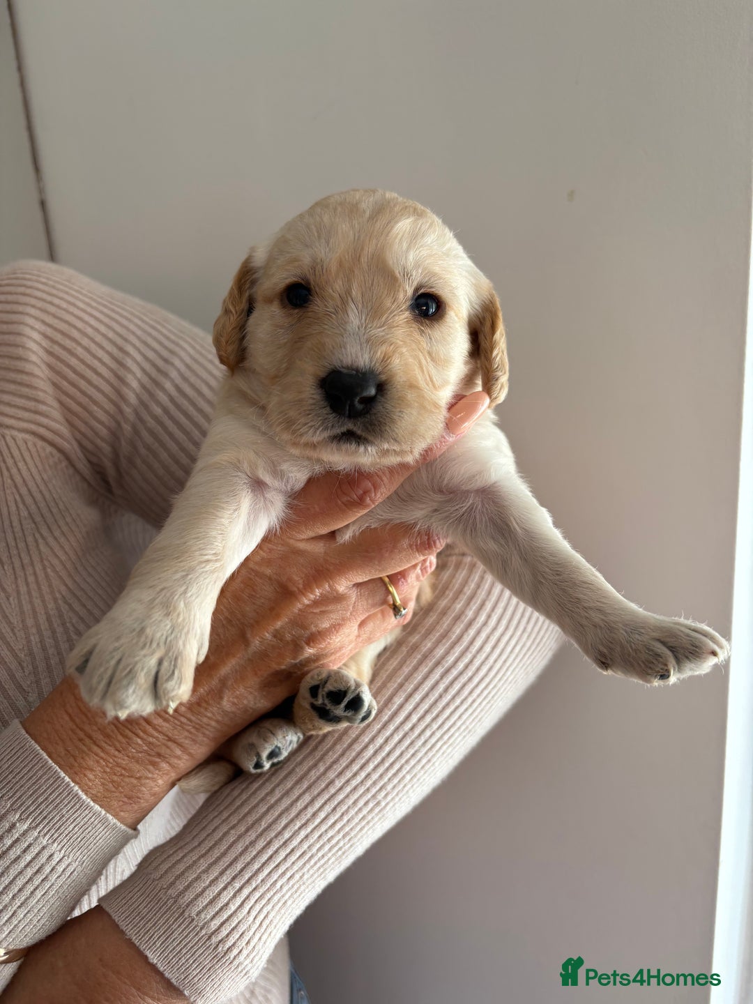 Labradoodle dogs for sale: Miniature Labradoodle Pups - Image 21