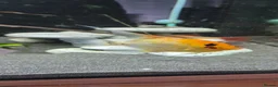 Angelfish fish for sale: Blue Ghost and Koi angelfish (separate/pair) - Advert 3