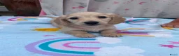 Miniature Dachshund dogs for sale: Longhair cream mini dachshund puppys - Advert 28