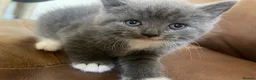British Shorthair cats for sale: British Blue kittens for sale - Advert 4