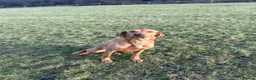 Labrador Retriever dogs for sale: OUTSTANDING KC Reg, FOX RED LABRADOR PUPPIES  - Advert 15