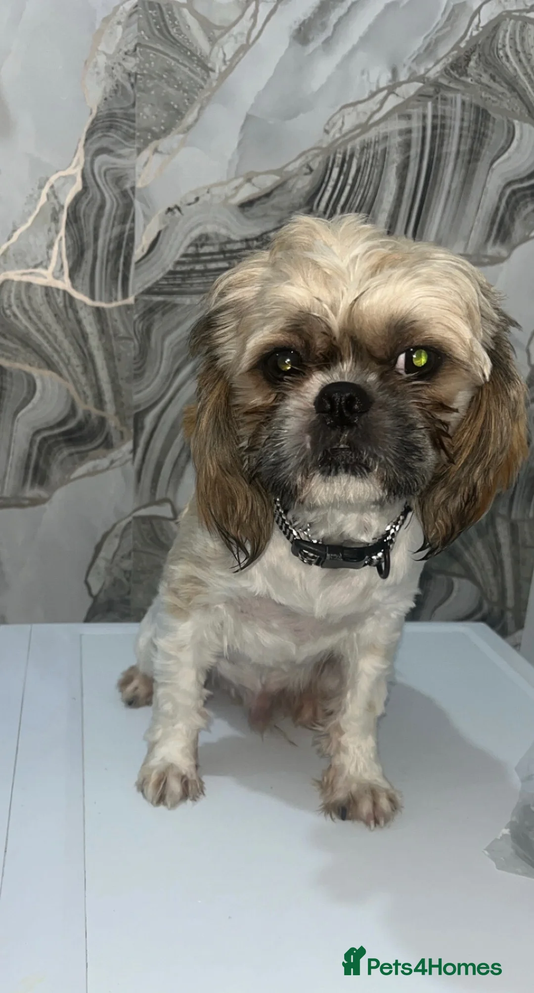 Shih Tzu dogs for stud: Beautiful Shih Tzu for stud in Manchester - Advert 3