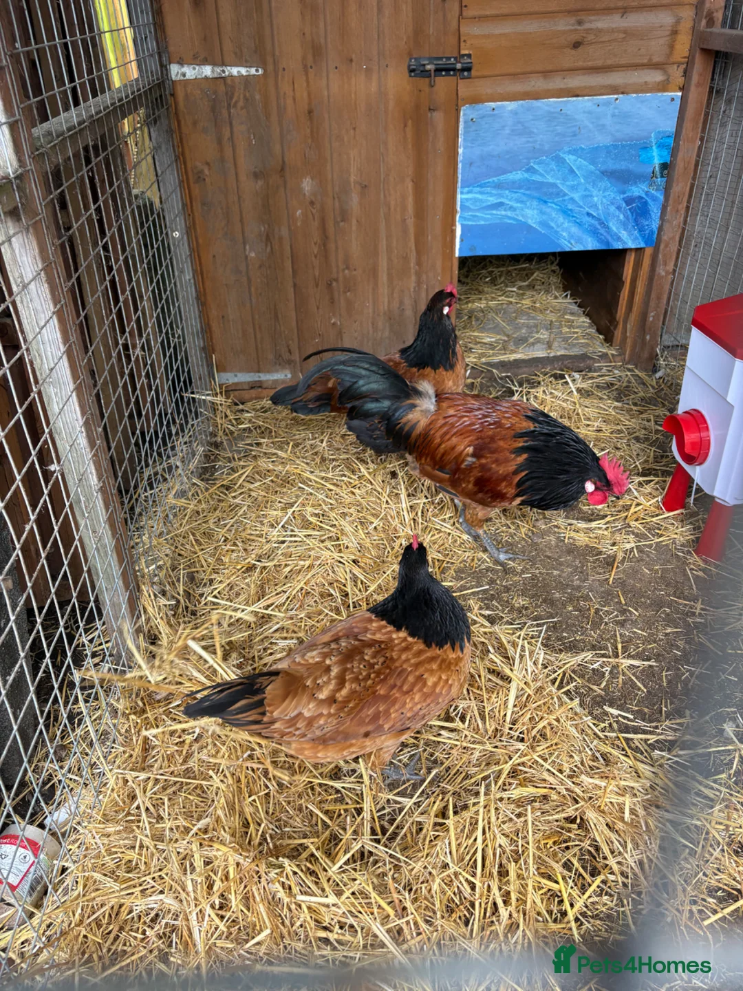 Chickens poultry for sale: Mixed aged chicks - Advert 11