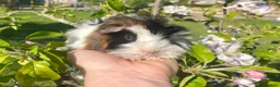 Guinea Pig rodents for sale: Guinea Pig Looking for their forever homes  - Advert 13