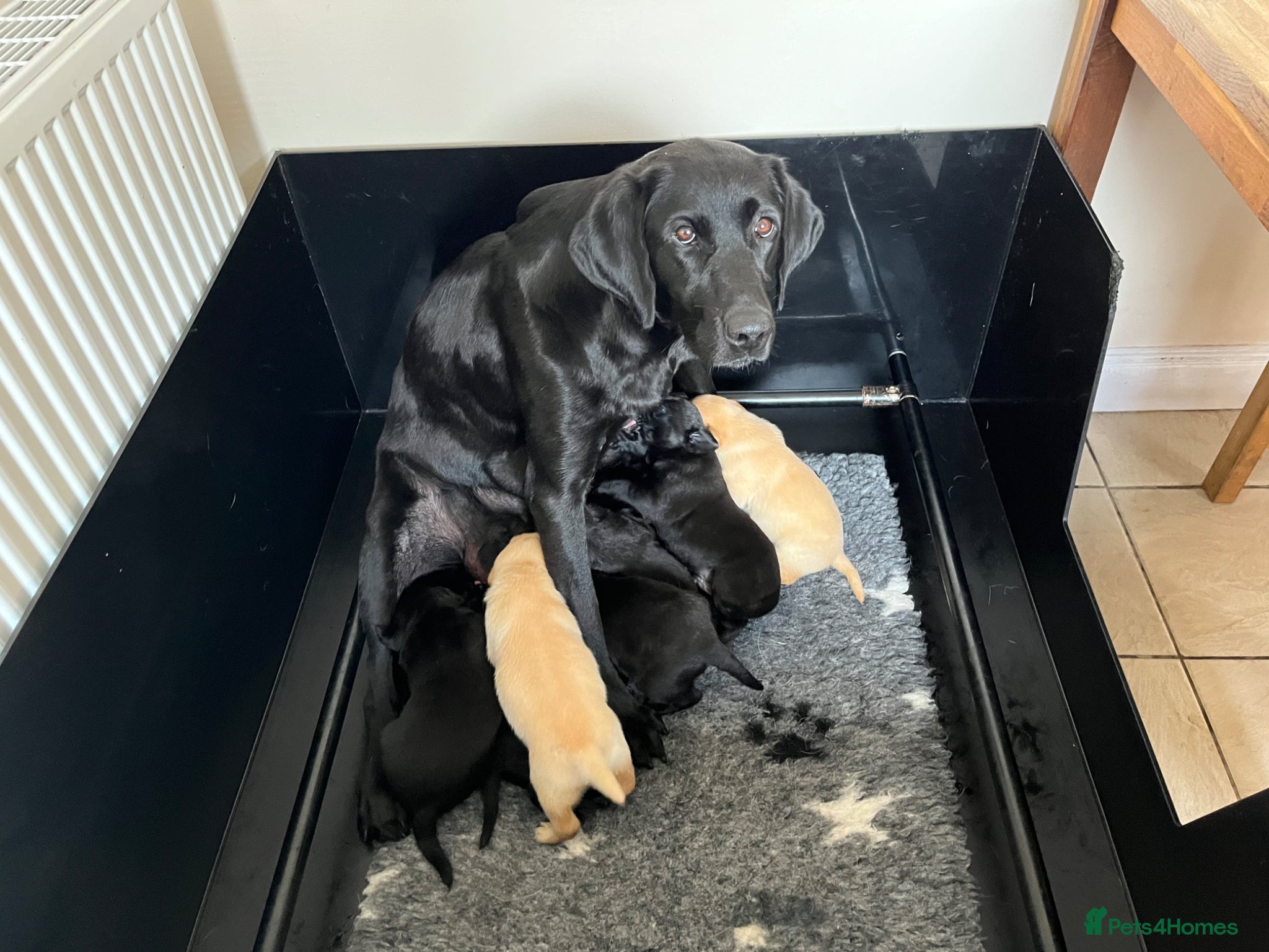 Labrador Retriever dogs Beautiful KC Lab Pups - Advert 1