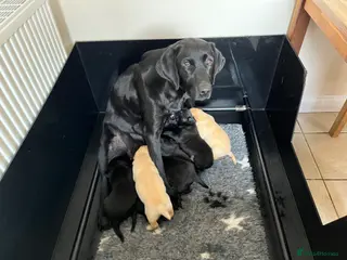 Labrador Retriever dogs Beautiful KC Lab Pups - Advert 1