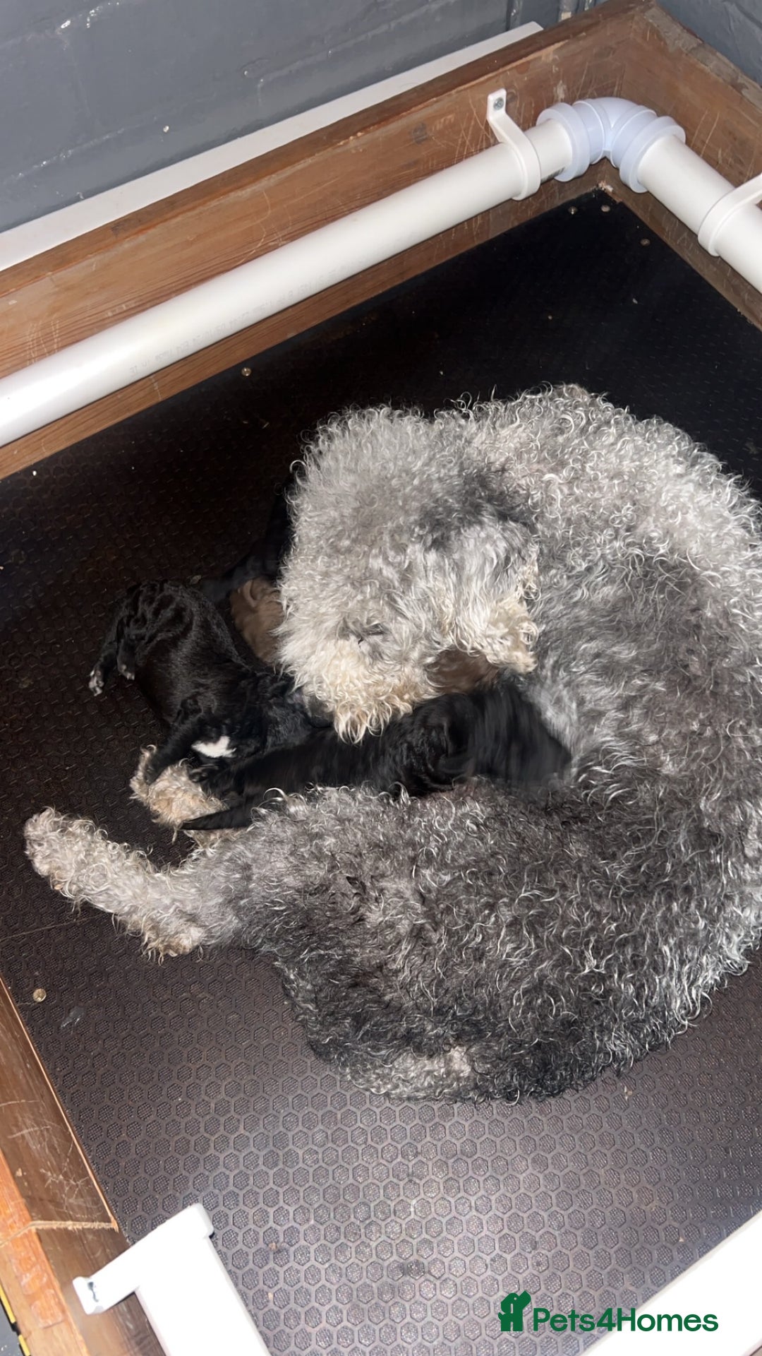 Bedlington Terrier dogs for sale: KC registered Bedlington Terrier puppy - Image 6