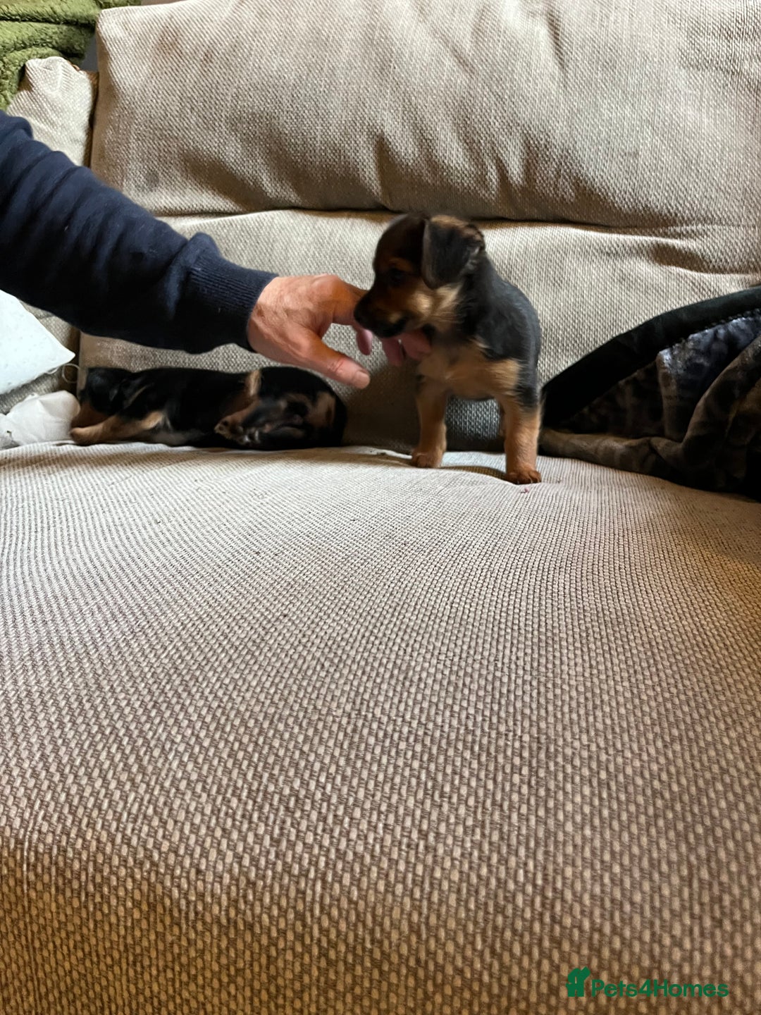 Jack Russell dogs for sale: Jack Russell puppies for sale - Advert 28