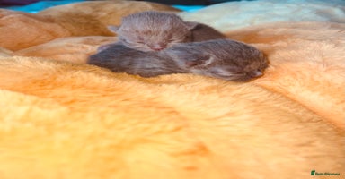 British Shorthair cats - Advert 6