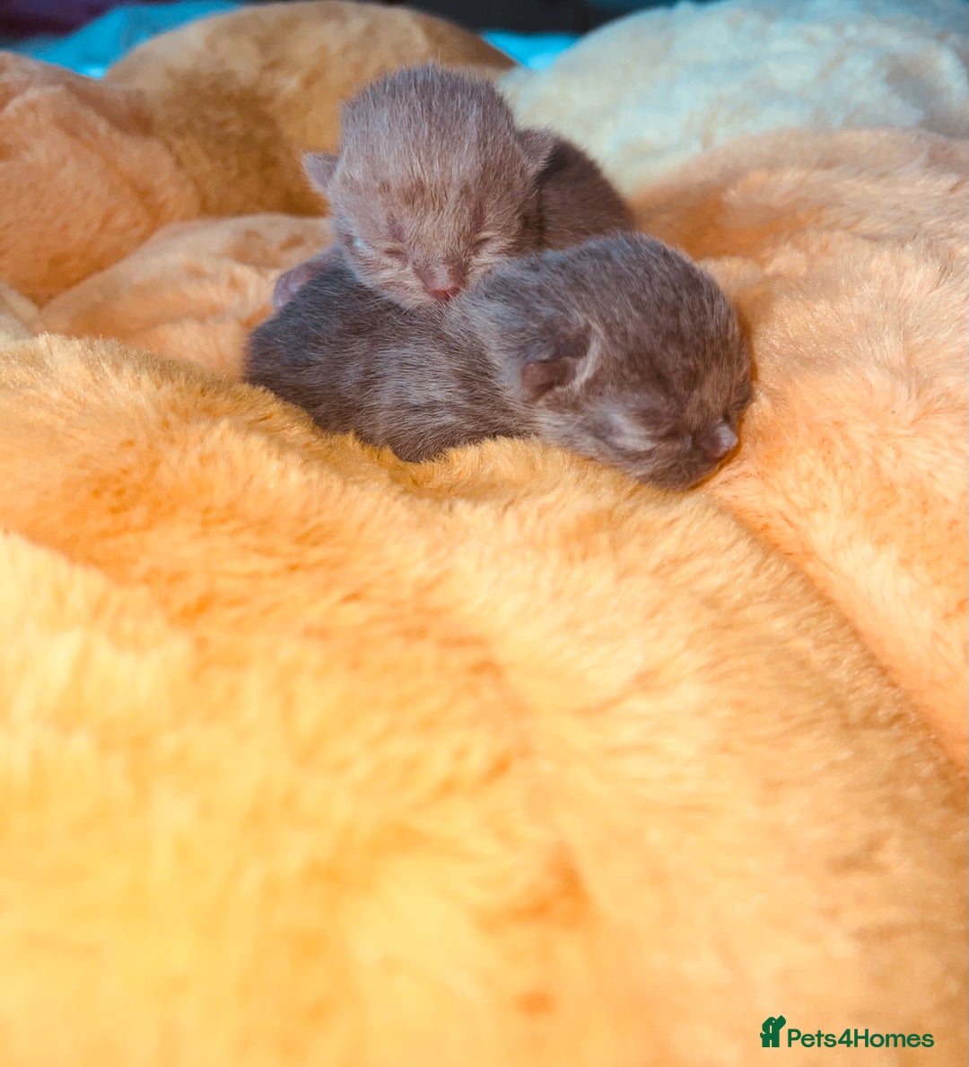 British Shorthair cats for sale: British Shorthair Kittens - Image 2