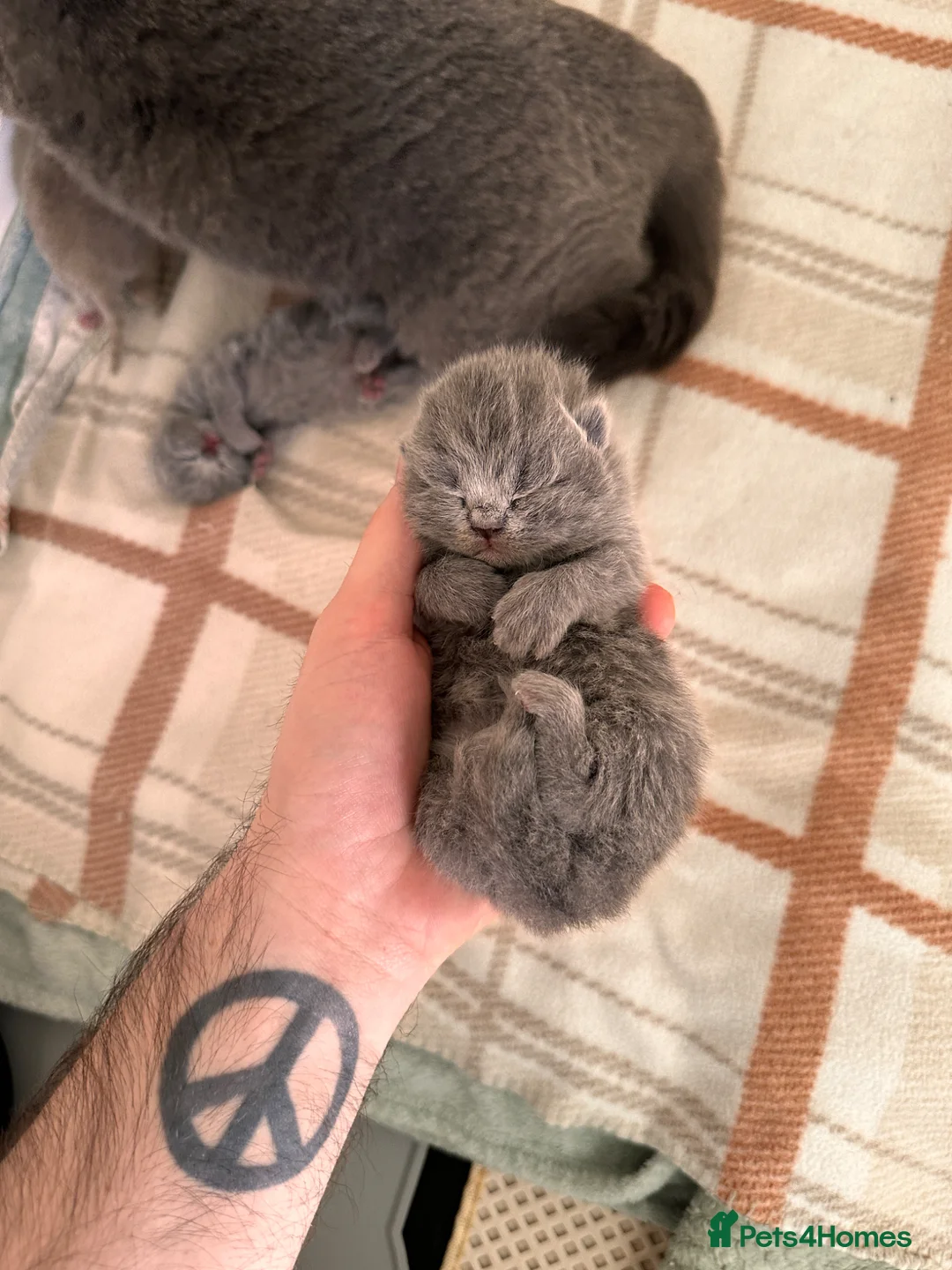 British Shorthair cats for sale: Stunning Blue & Lilac BSH - Active Reg Parents - Advert 1