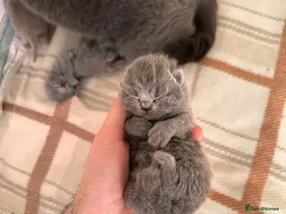 British Shorthair cats for sale: Stunning Blue & Lilac BSH - Active Reg Parents - Advert 1