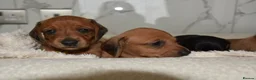 Miniature Dachshund dogs for sale: Beautiful Mini Dachshund Puppies – Home Raised - Advert 21