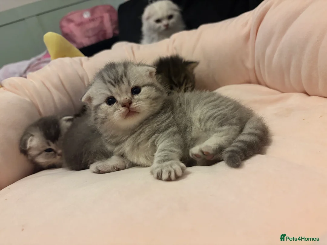 Scottish Fold cats for sale: Absolutely unreal Scottish fold x BSH litter!  - Advert 21
