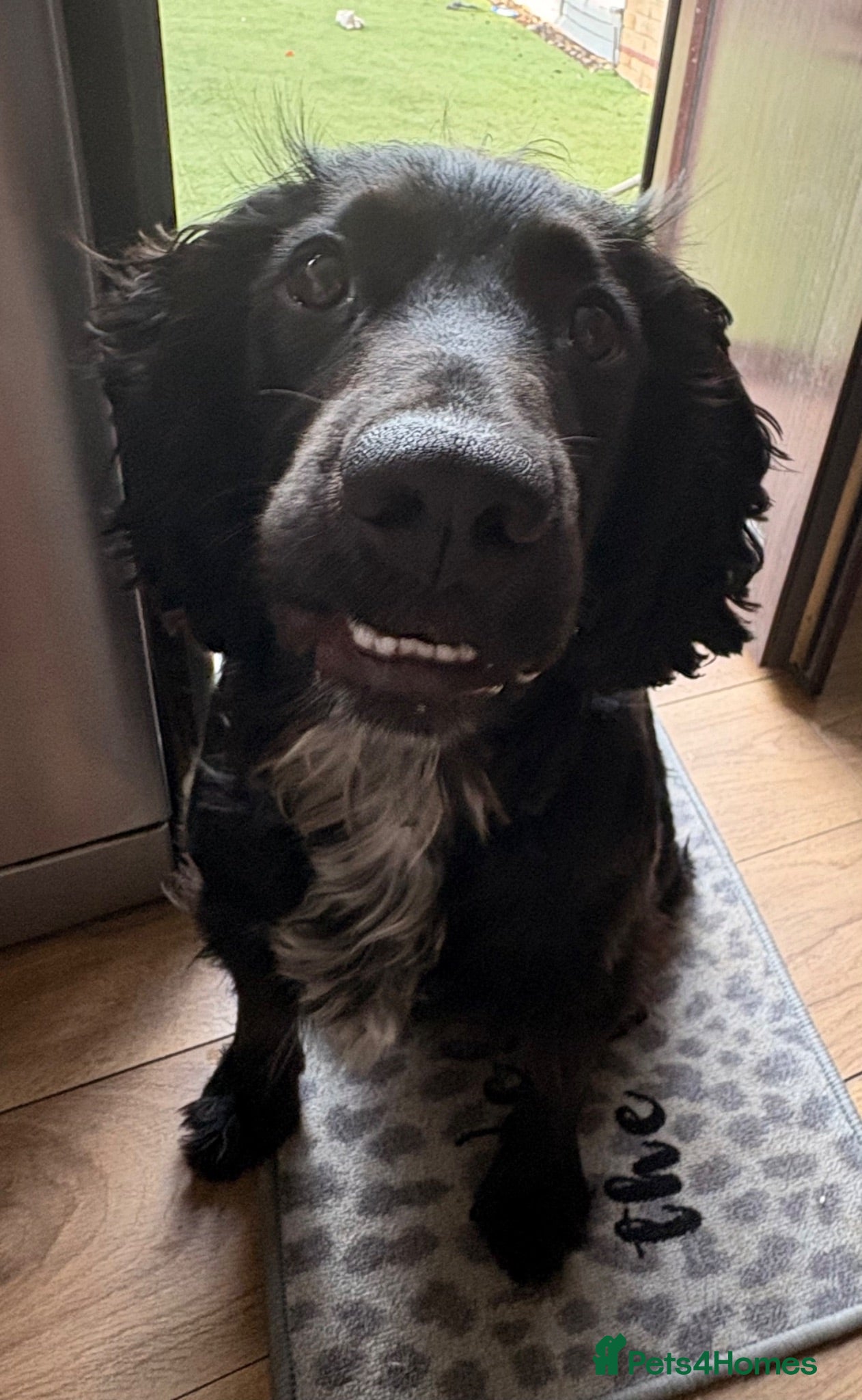 Cocker Spaniel dogs 1 year Cocker Spainel (male) - Advert 1
