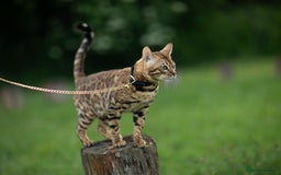 Bengal cats for stud: Proven Bengal stud TICA and GCCF registered  in Ipswich - Image 4